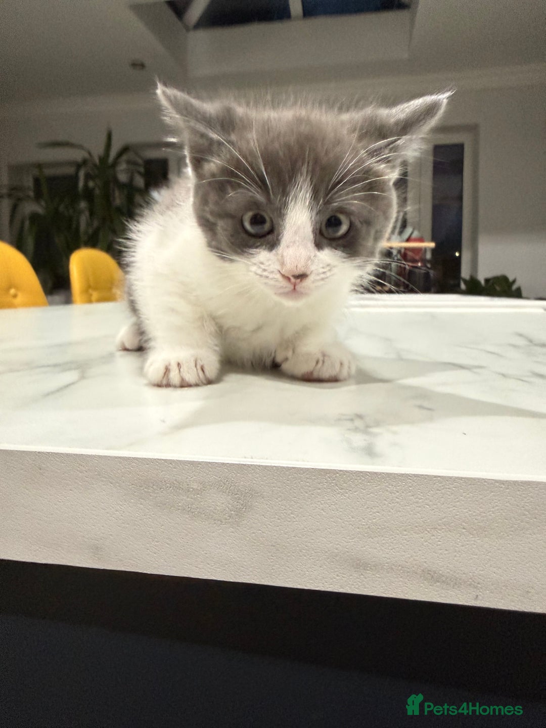 Ragdoll cats for sale: Ragdoll x for sale  - Advert 6