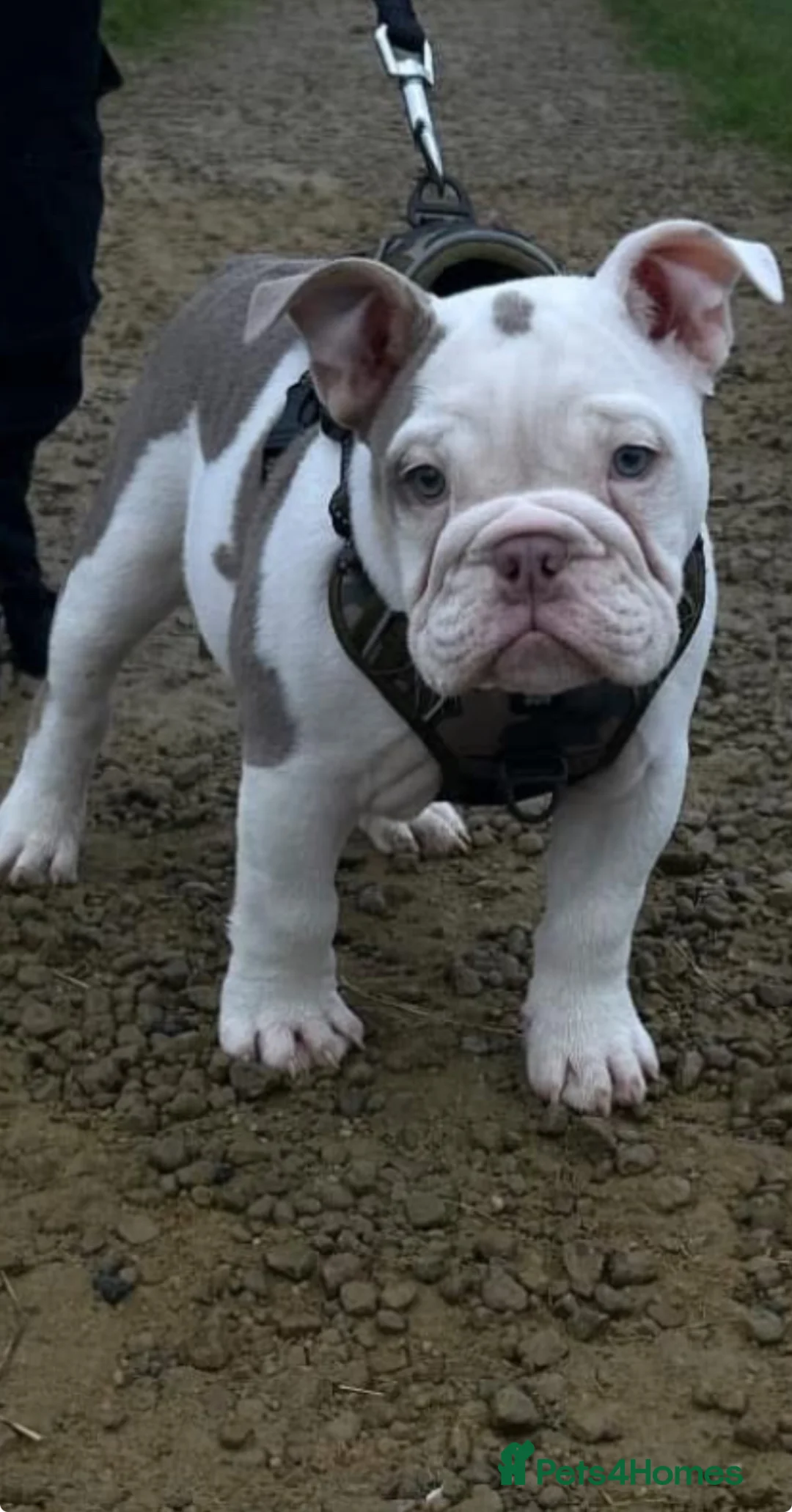 English Bulldog dogs for stud: KC registered lilac tri English Bulldog  - Advert 2
