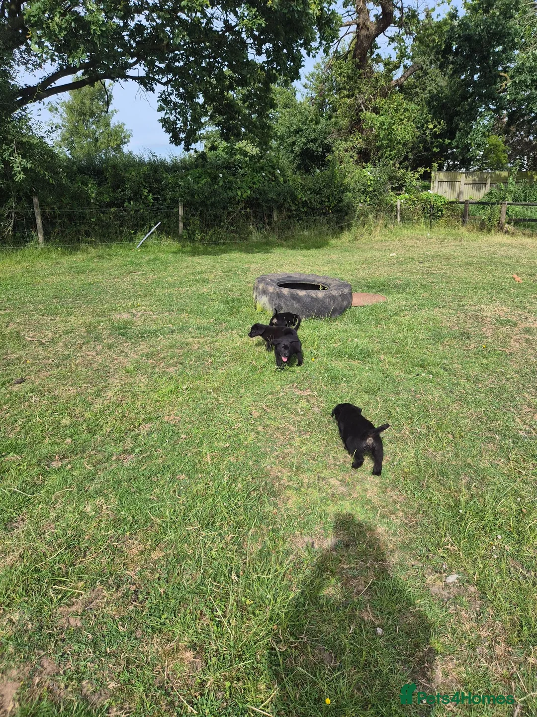Mixed Breed dogs for sale:  Lovely  Malamute x black Labrador  puppies   - Advert 2