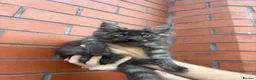 Maine Coon cats for sale: Mainecoon Kittens  - Advert 5
