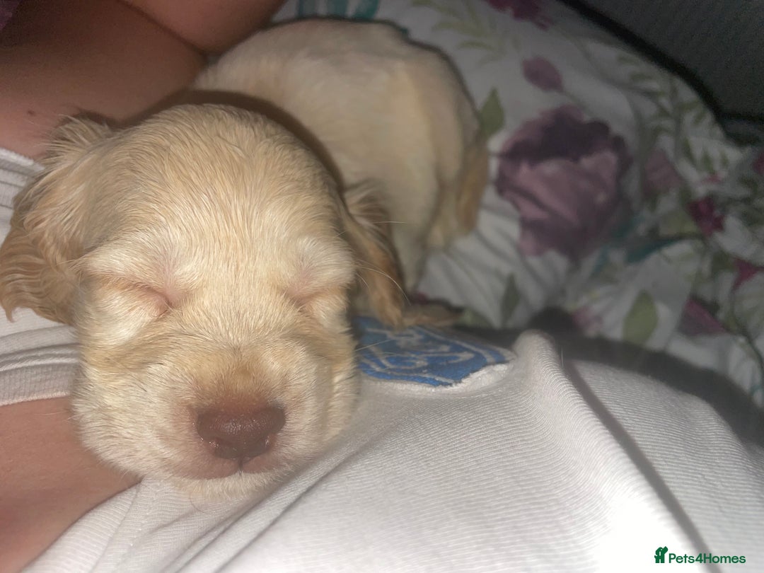 Cocker Spaniel dogs for sale: Cockerspaniel puppys Ready now!!! - Advert 27