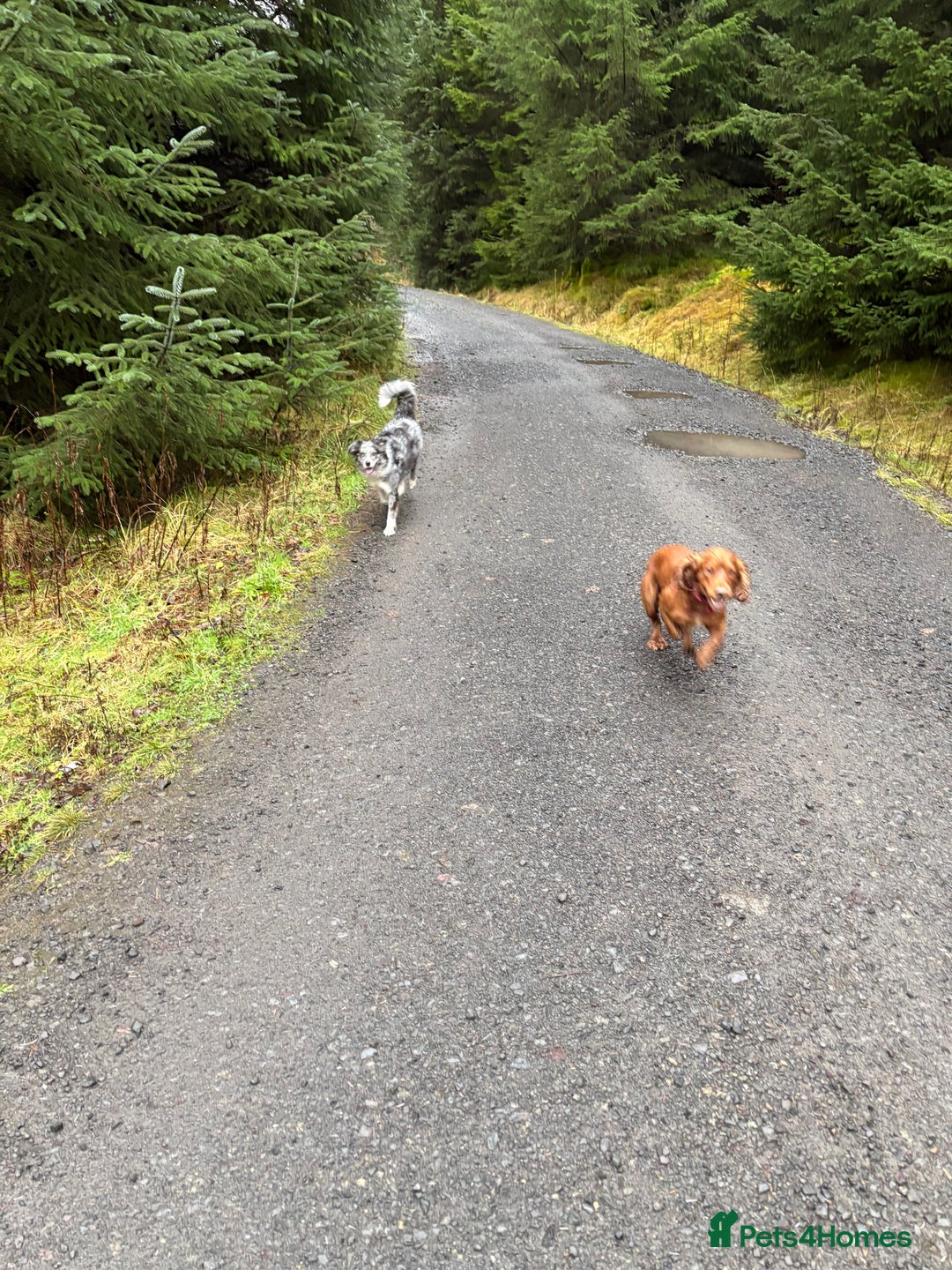 Cocker Spaniel dogs for stud: Experienced stud  - Advert 3