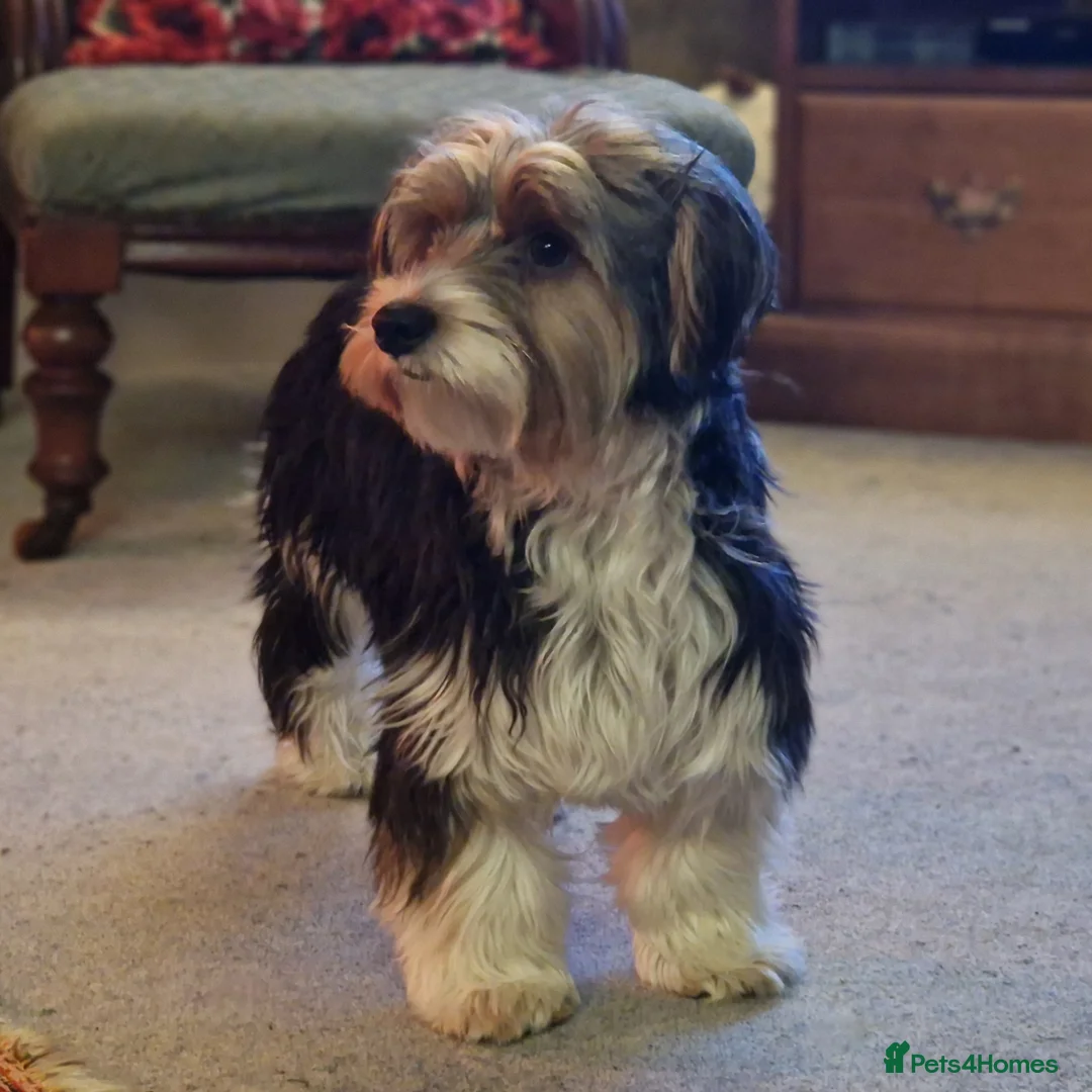 Biewer Terrier dogs for stud: 1 year old Biewer Terrier for stud - Advert 3