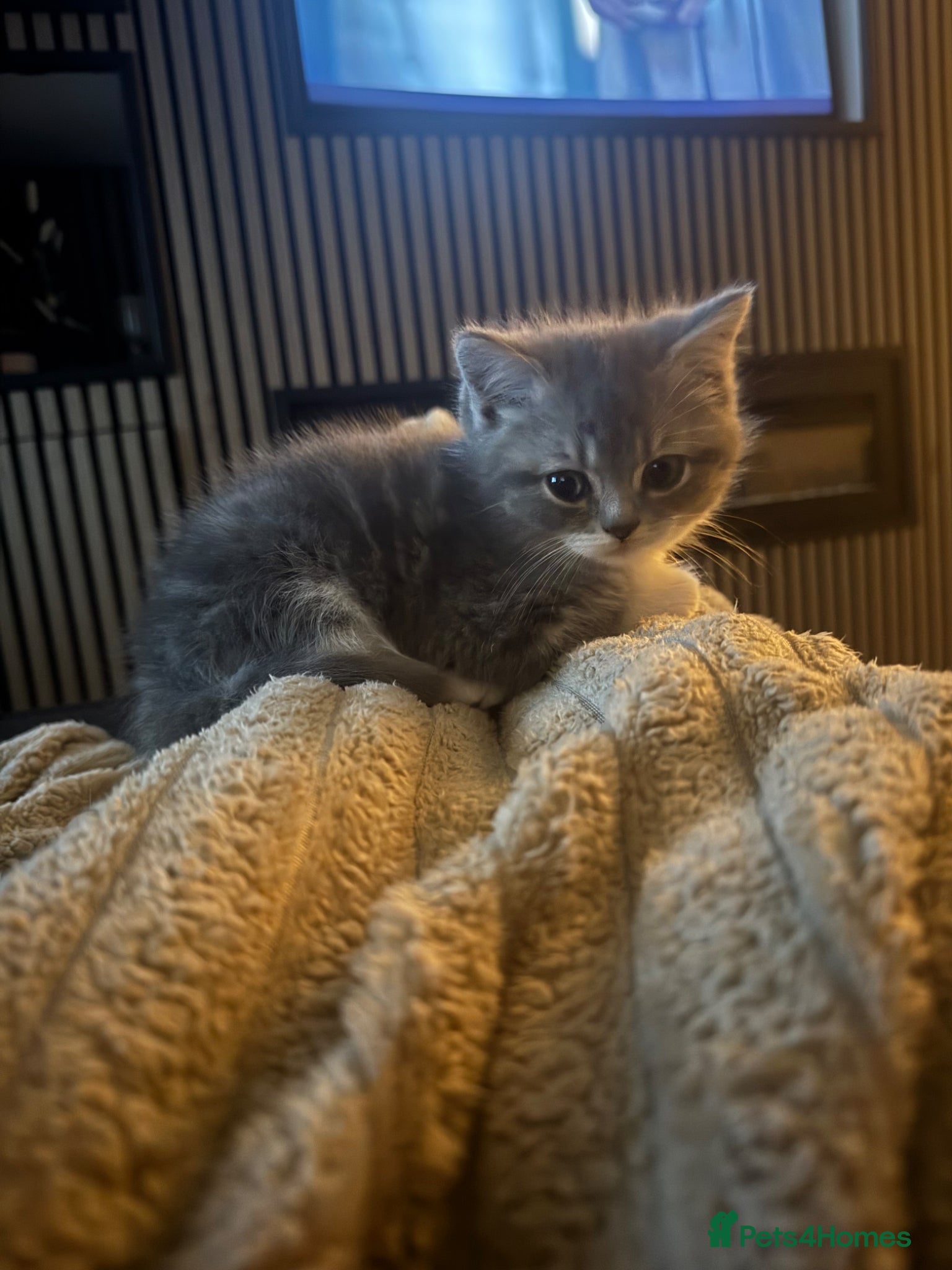 British Shorthair cats British shorthair x Persian  - Advert 1