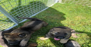 German Shepherd dogs - Advert 3