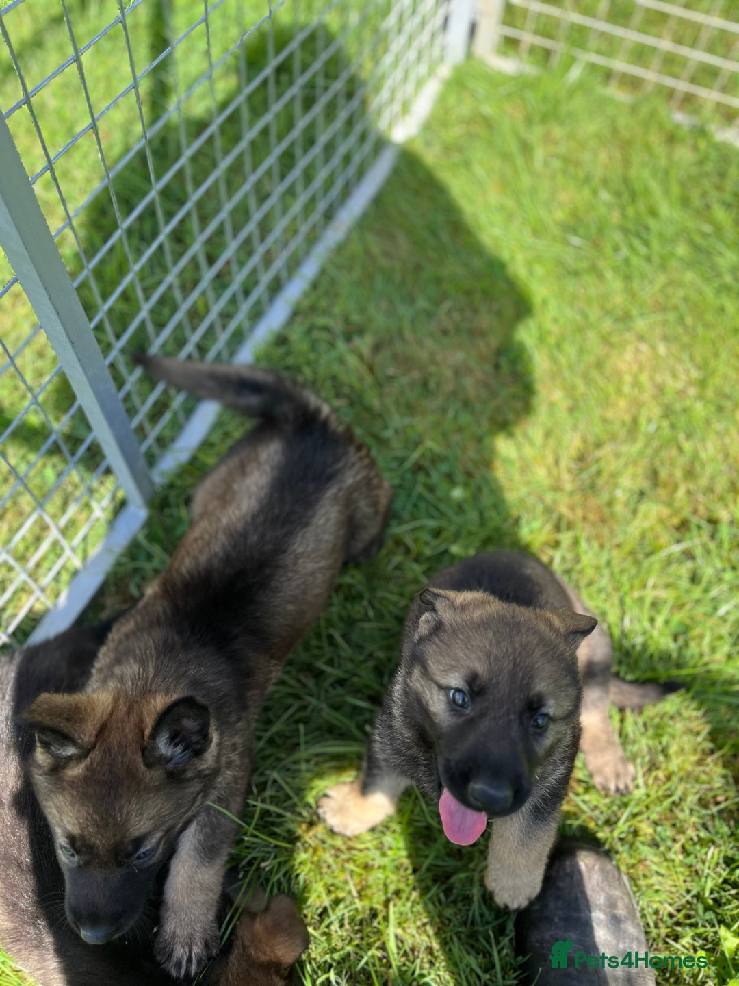 German Shepherd dogs for sale: German Shepherd Pups  - Image 3