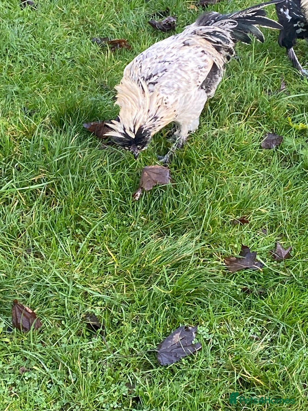 Chickens poultry for sale: Male chicken for sale - Advert 3