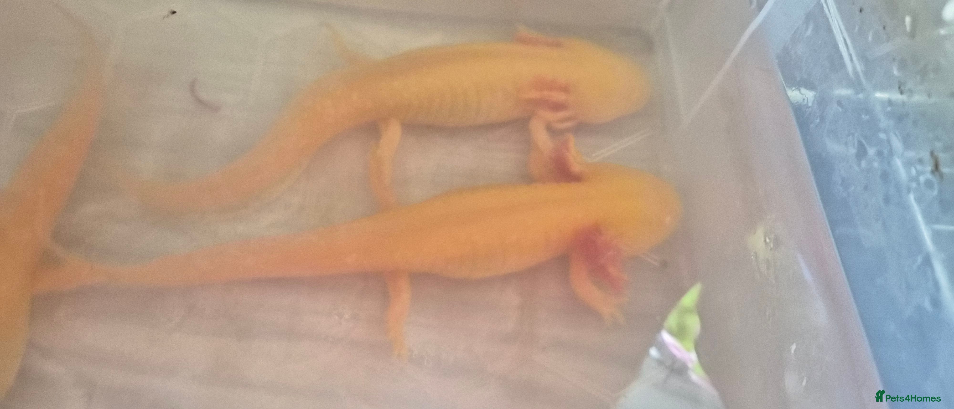 Axolotl reptiles axolotls for sale - Advert 1