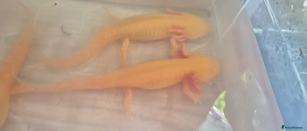 Axolotl reptiles for sale: axolotls for sale - Advert 1