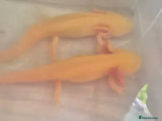 Axolotl reptiles axolotls for sale - Advert 3
