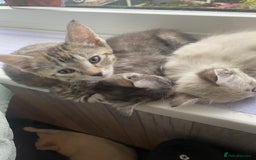 Mixed Breed cats for sale: Last little girl wanting forever home - Advert 2