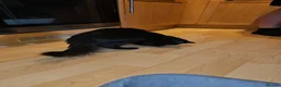 Mixed Breed cats for adoption: Lovely fluffy young rescue female needs new home - Advert 4