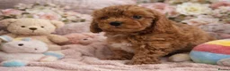 Cavapoo dogs for sale: Beautiful red F1b Cavapoo puppies 🐶 READY NOW - Advert 7