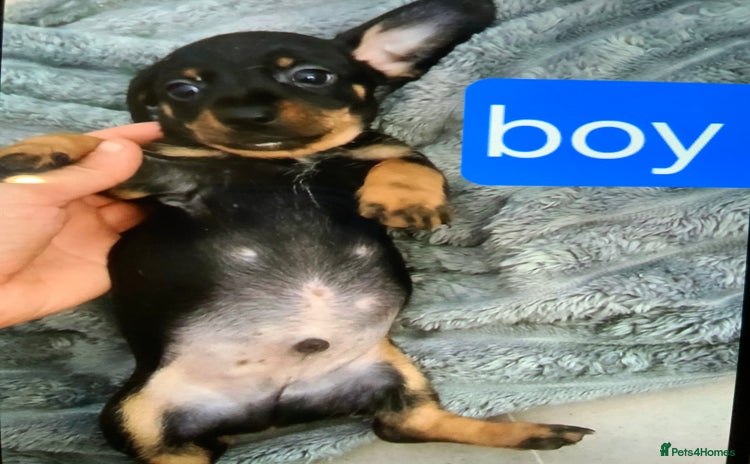 Chiweenie dogs - Advert 2