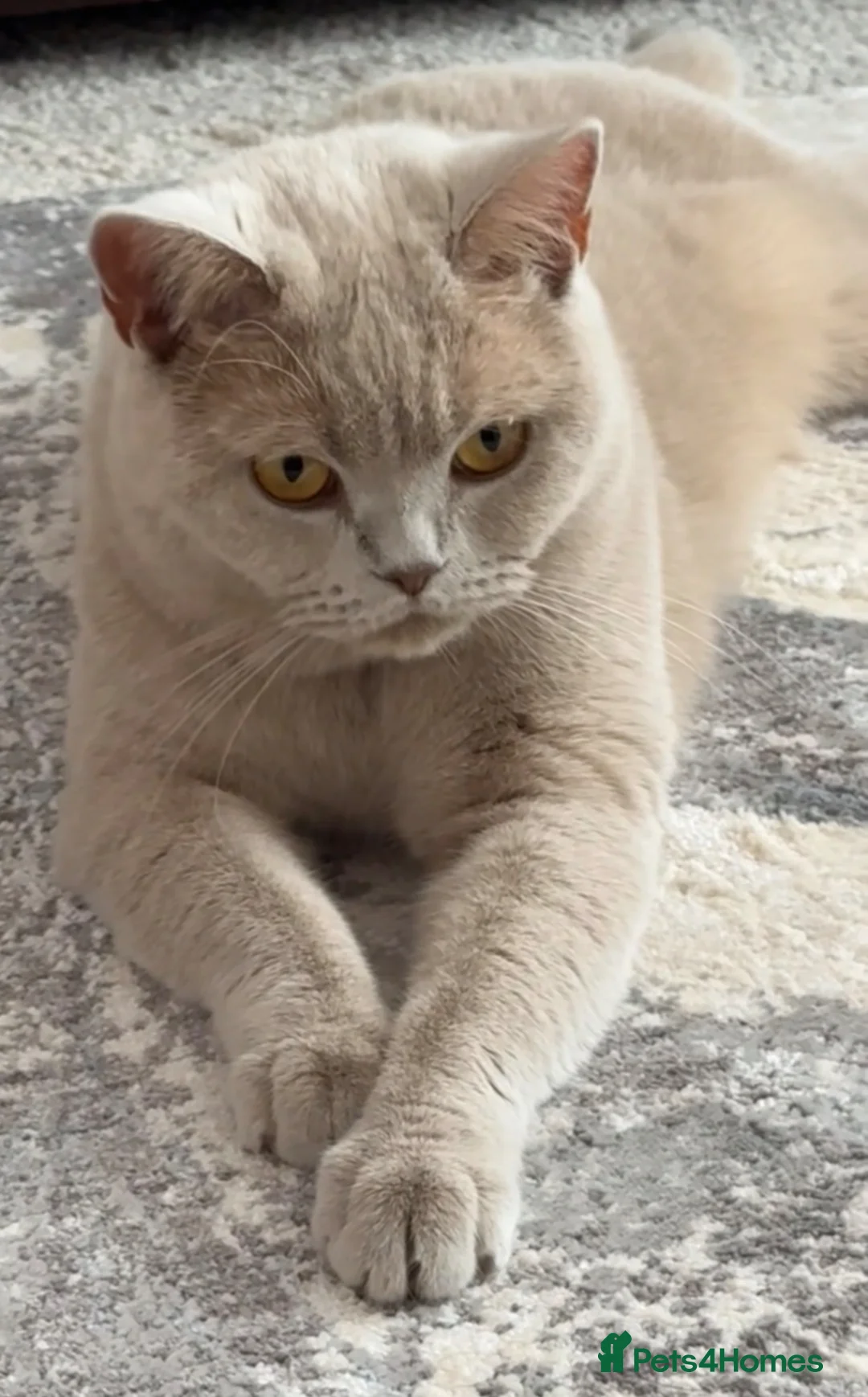 British Shorthair cats for sale: Male chunky lilac british short hair kitten in Birmingham - Advert 2