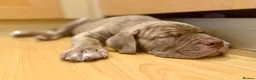 Mixed Breed dogs for sale: Last girl & boy puppies available  in Weybridge - Advert 3