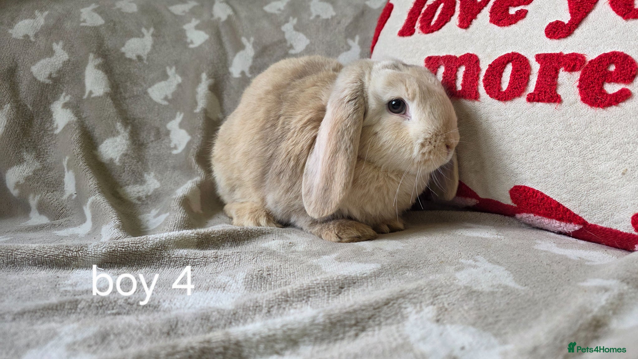 Mini Lop rabbits Mini lops for sale READY NOW - Advert 9