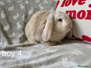 Mini Lop rabbits Mini lops for sale READY NOW - Advert 9