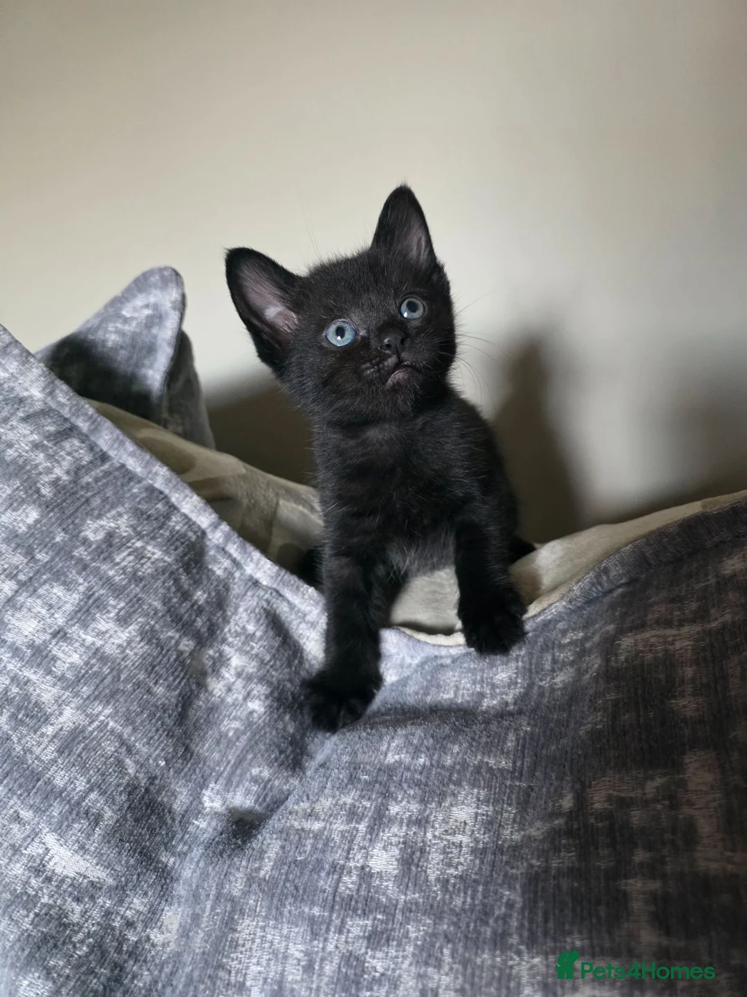 Domestic Shorthair cats for sale: 1 gray girl, 1 black and white boy, 1 full black  - Advert 2