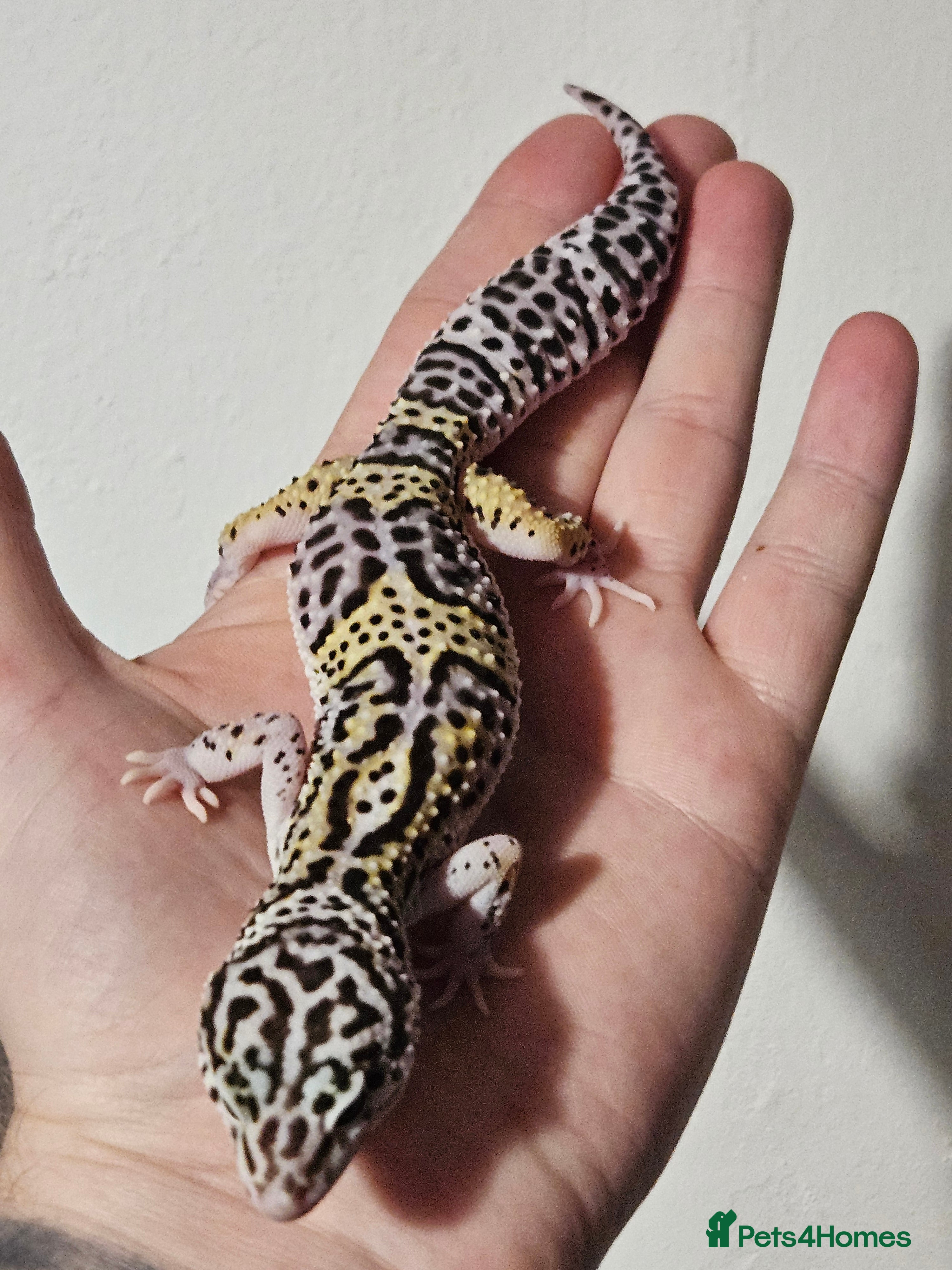 Leopard Gecko reptiles Last 2 female leopard geckos from 2025 - Advert 1