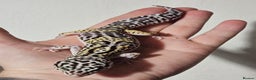 Leopard Gecko reptiles for sale: Last 2 female leopard geckos from 2025 - Advert 1