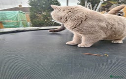 British Shorthair cats for stud: Lilac BSH stud duties GLOUCESTERSHIRE in Cheltenham - Image 12