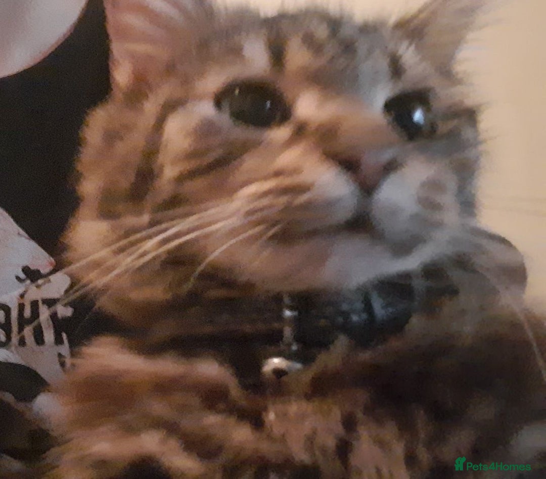 Mixed Breed cats for sale: Kiki/kiara  - Advert 1