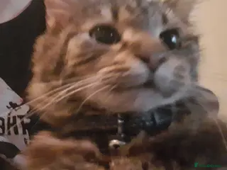 Mixed Breed cats Kiki/kiara - Advert 3