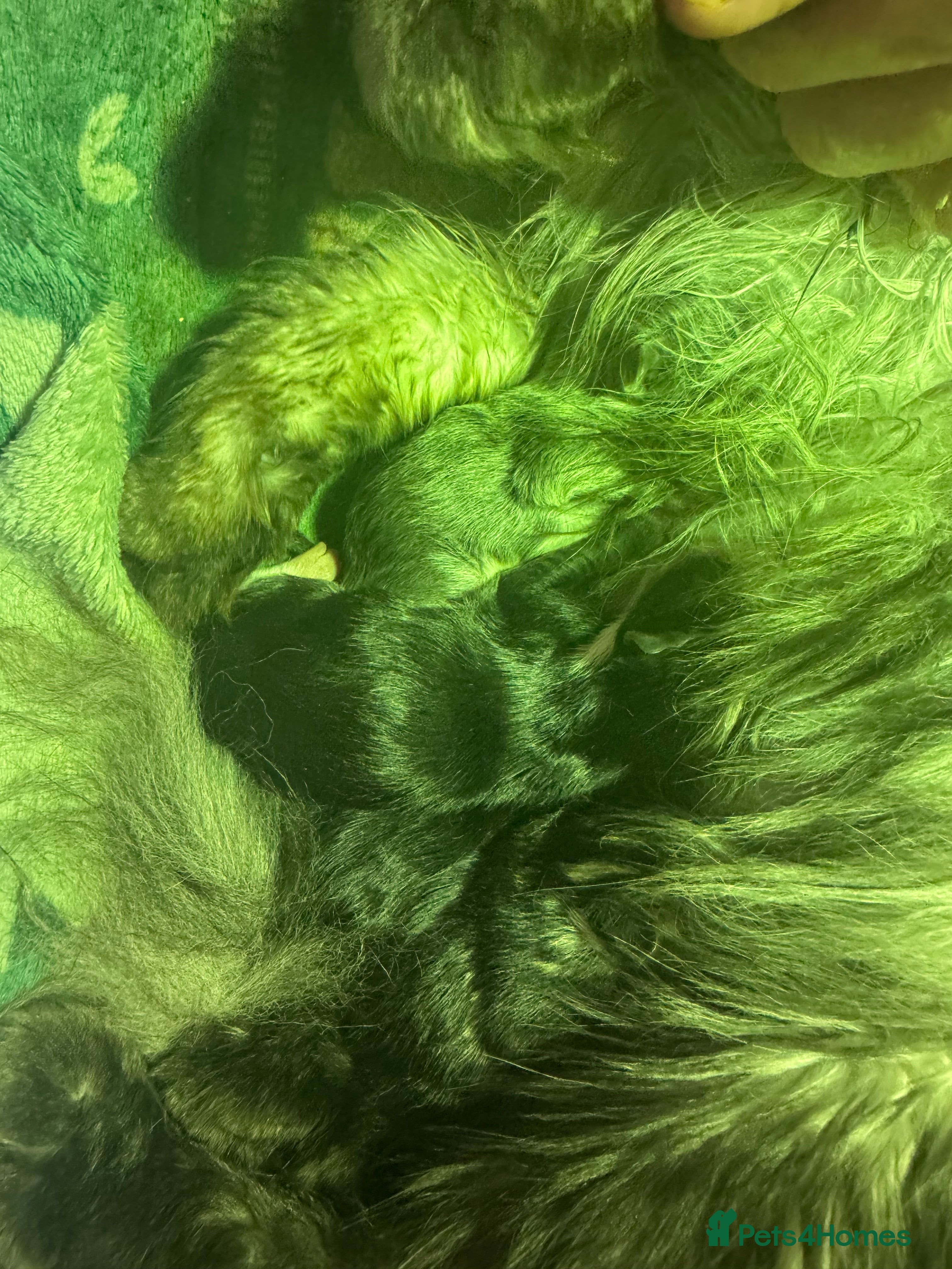 Maine Coon cats XXL MAINE COON KITTENS DEPOSIT SECURES - Advert 1