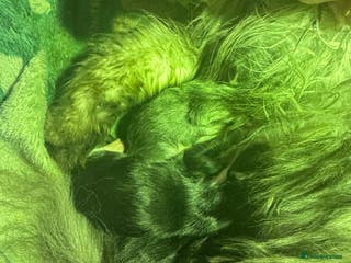 Maine Coon cats XXL MAINE COON KITTENS DEPOSIT SECURES - Advert 1