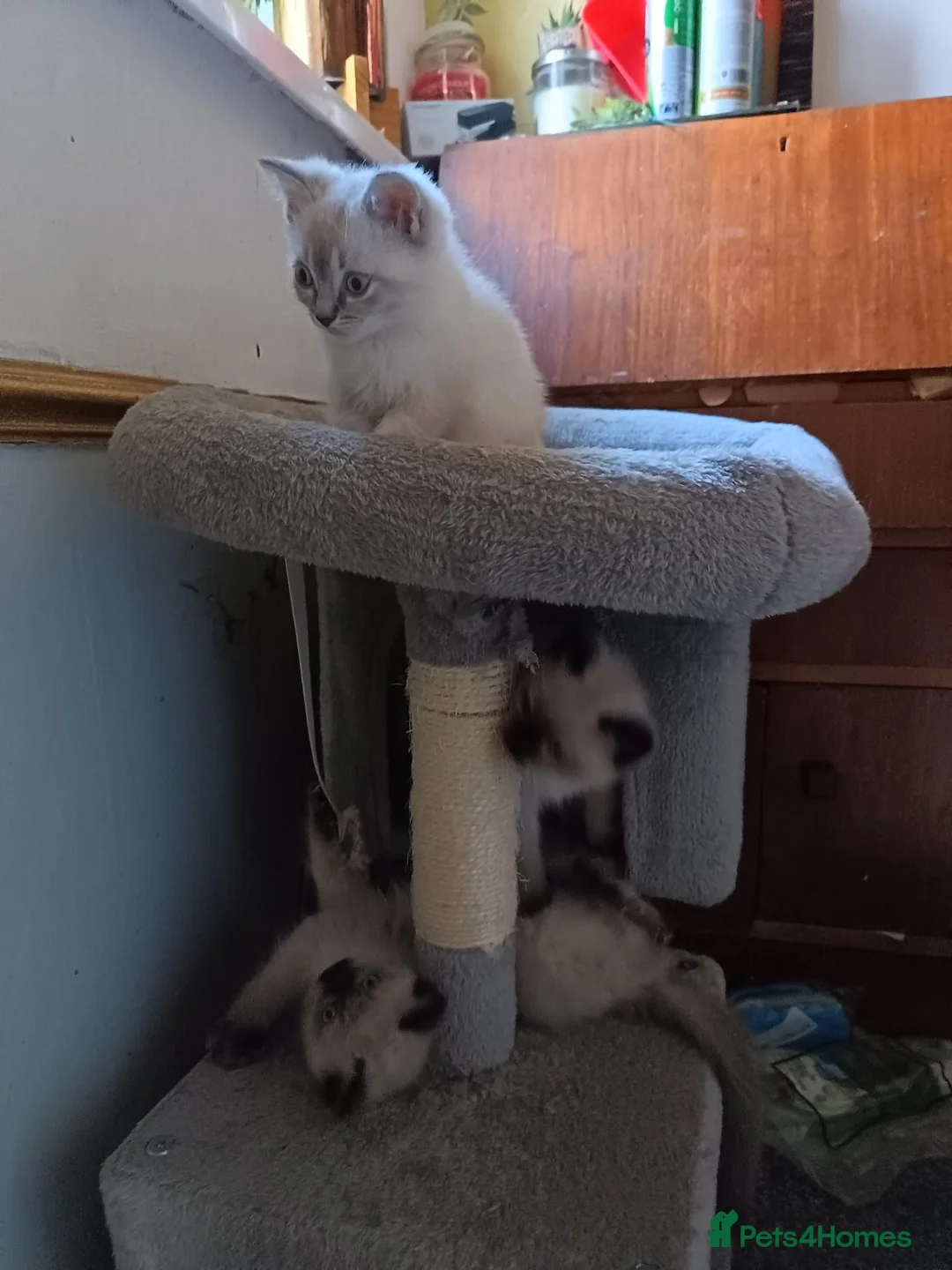 Ragdoll cats for sale: Last male  in Huddersfield - Advert 7