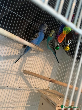 Budgerigars birds in Waltham Cross - Advert 11