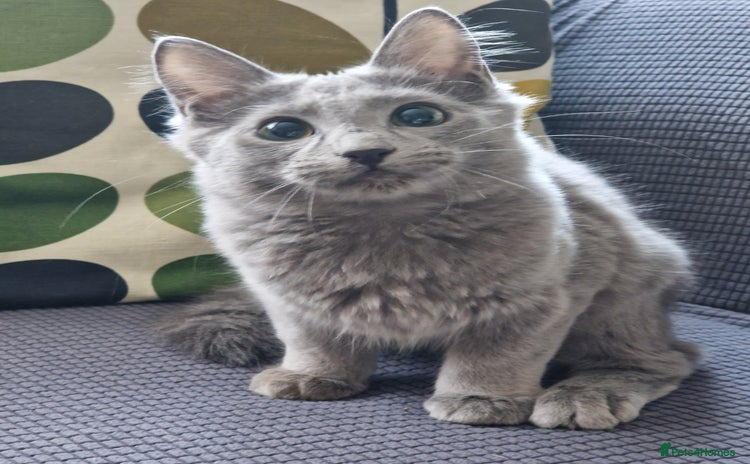 Nebelung cats - Advert 1