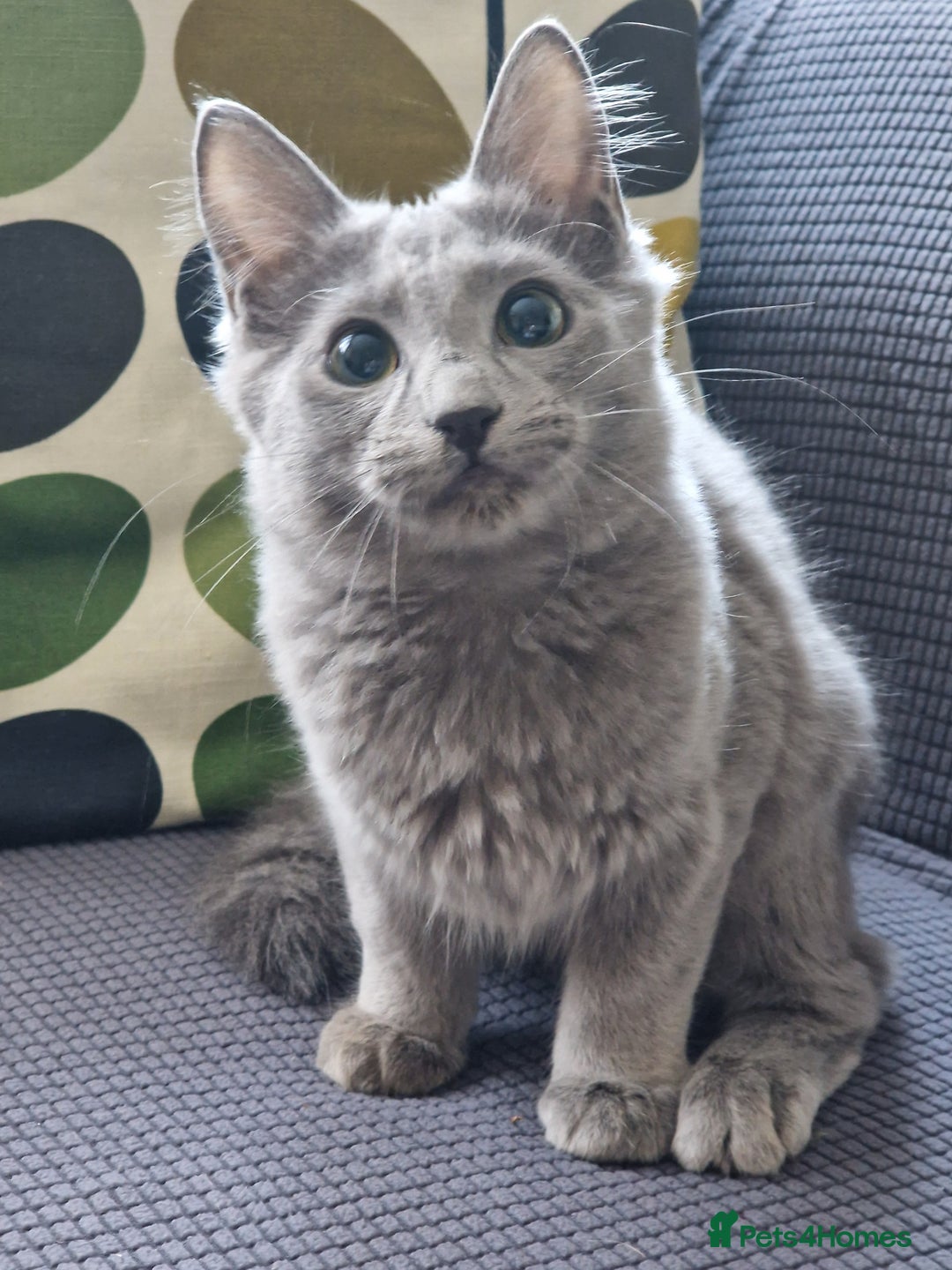 Nebelung cats for sale: Pedigree Nebelung boy kitten  - Image 1