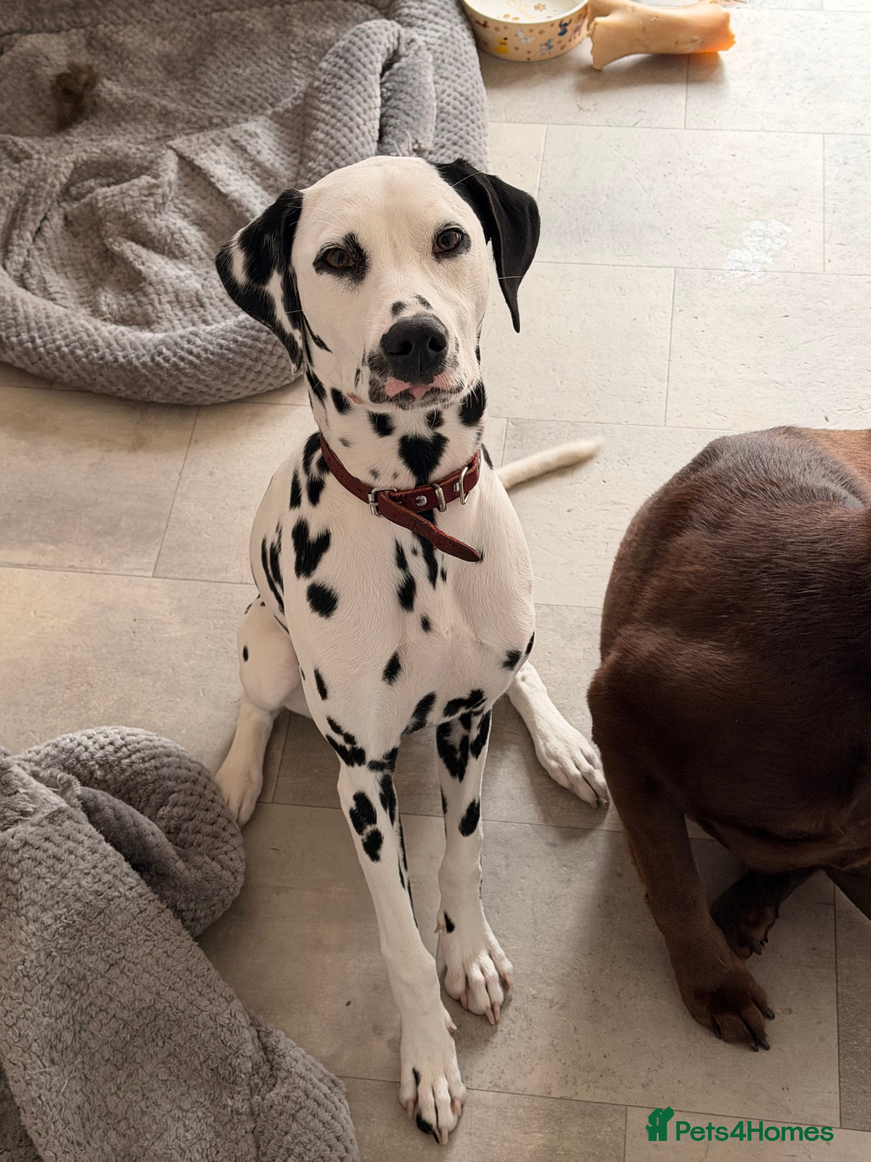 Piper