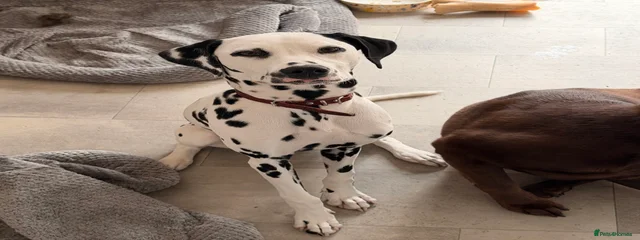 Piper