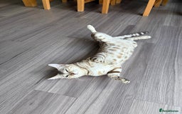 Bengal cats for sale: TICA Reg. Snow Mink Bengal Kitten - 11 Months - Image 11