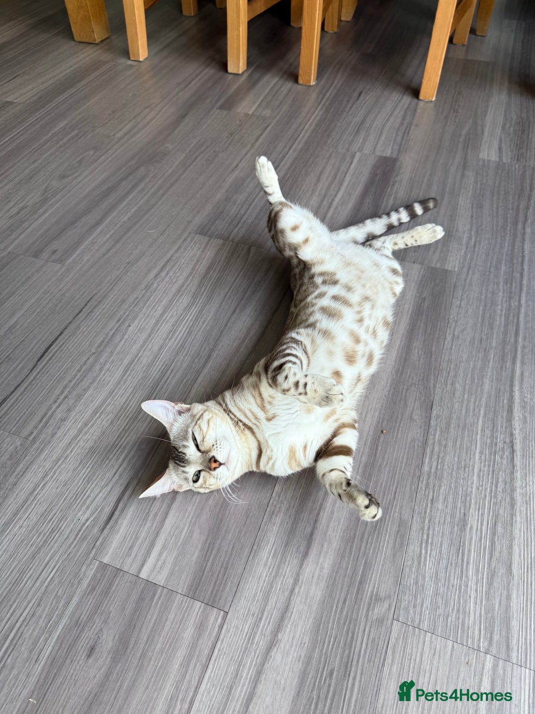 Bengal cats for sale: TICA Reg. Snow Mink Bengal Kitten - 11 Months - Image 11