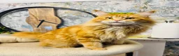 Maine Coon cats for sale: Pure breed beautiful main coon kitten  - Advert 34