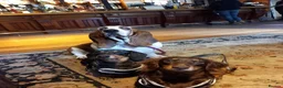 Dachshund dogs for sale: Beautiful long haired miniature daschunds . in Gosport - Advert 4