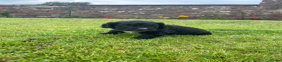 Cockapoo Puppy 3