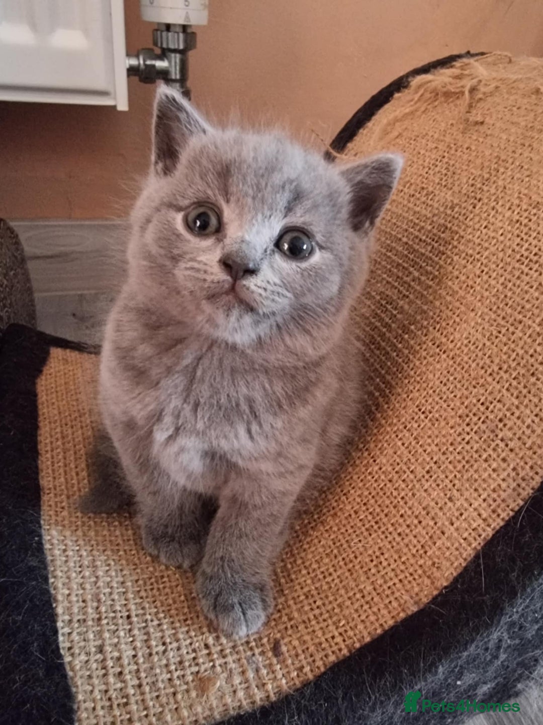 Scottish Fold cats for sale:  One Scottish fold another Scottish straight  - Image 5