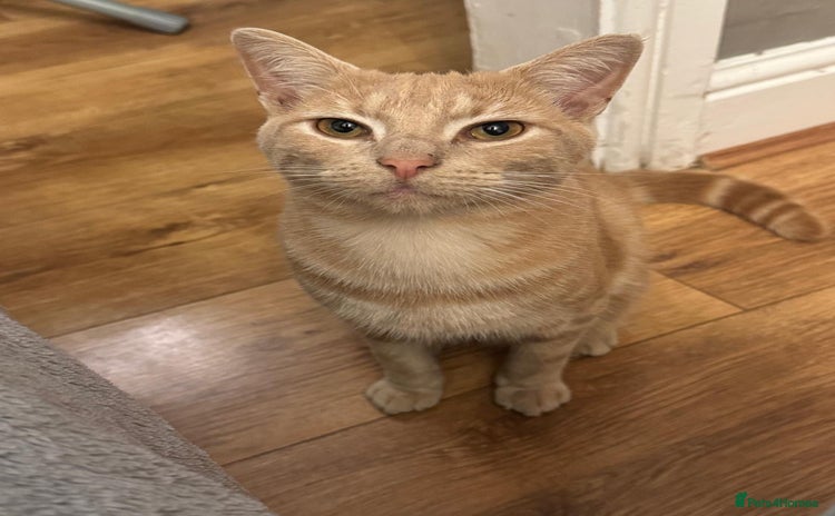 Mixed Breed cats - Advert 1