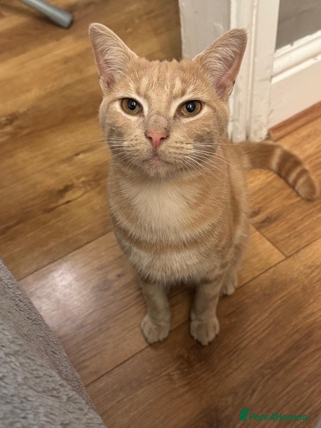 Mixed Breed cats for sale: Orange cat  for adoption and forever home - Image 1
