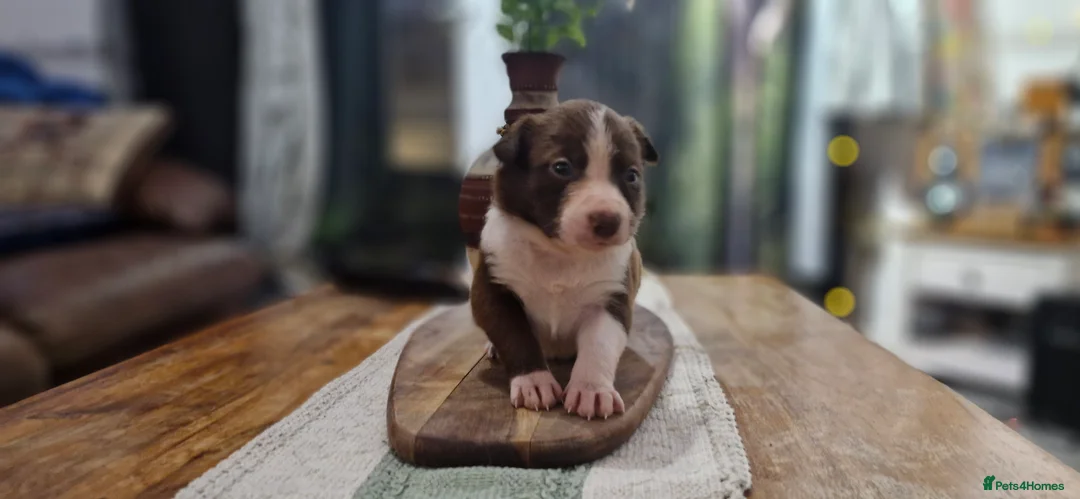 Mixed Breed dogs for sale: Puppies Bull grehound x collie (bull lurchers) - Advert 37