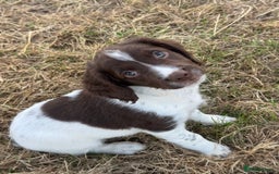 English Springer Spaniel dogs for sale: Ready to go Male KC Registered ESS Puppies  - Image 3