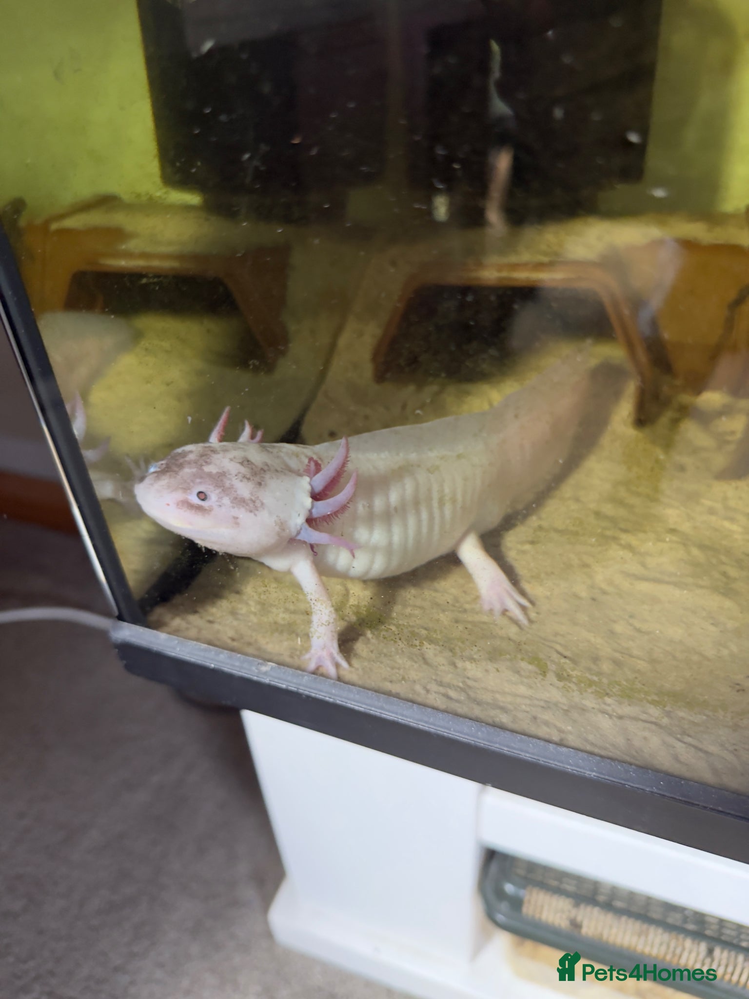 Axolotl reptiles Male axolotl  - Advert 1