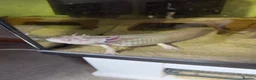 Axolotl reptiles for sale: Male axolotl  - Advert 1