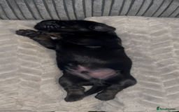 Mixed Breed dogs for sale: Puppies  - Image 7