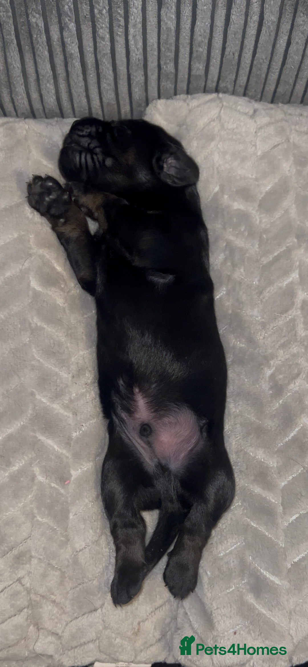 Mixed Breed dogs for sale: Puppies  - Image 7